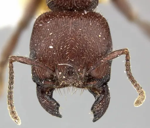 Pogonomyrmex humerotumidus - CASENT0235316