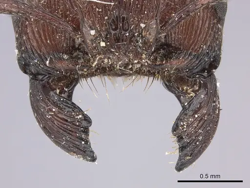 Pogonomyrmex humerotumidus - CASENT0235316