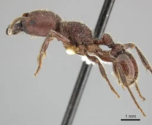 Pogonomyrmex humerotumidus - CASENT0235316