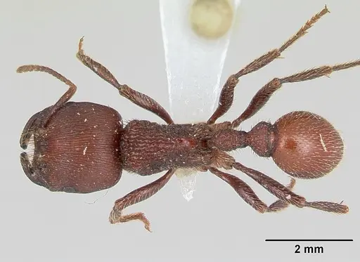 Pogonomyrmex humerotumidus - CZUG-00313