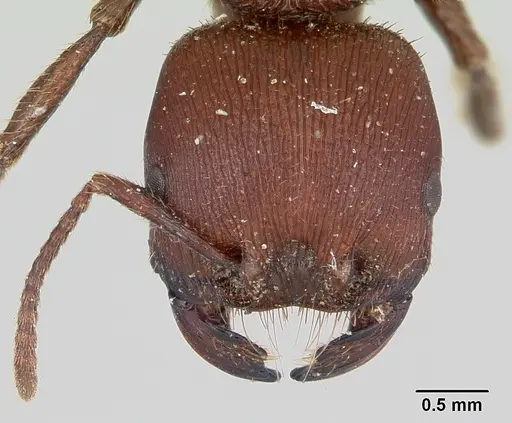 Pogonomyrmex humerotumidus - CZUG-00313