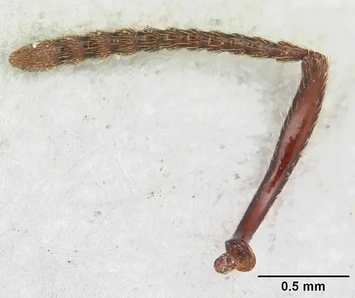 Pogonomyrmex humerotumidus - CZUG-00313
