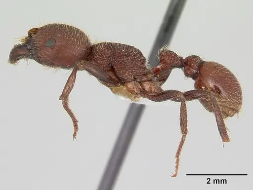 Pogonomyrmex humerotumidus - CZUG-00313