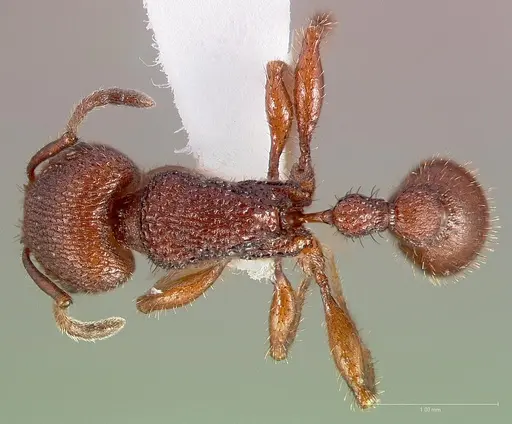 Pogonomyrmex imberbiculus specimen