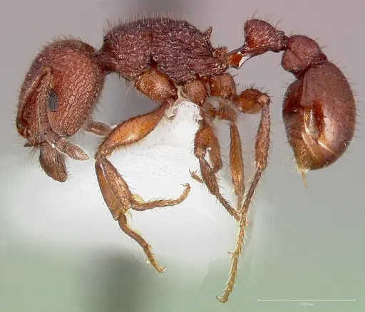 Pogonomyrmex imberbiculus specimen
