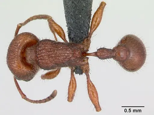 Pogonomyrmex imberbiculus - CASENT0066390