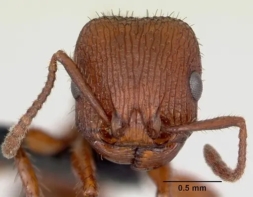 Pogonomyrmex imberbiculus - CASENT0066390