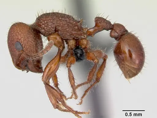 Pogonomyrmex imberbiculus - CASENT0066390