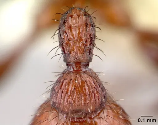 Pogonomyrmex imberbiculus - CASENT0217274