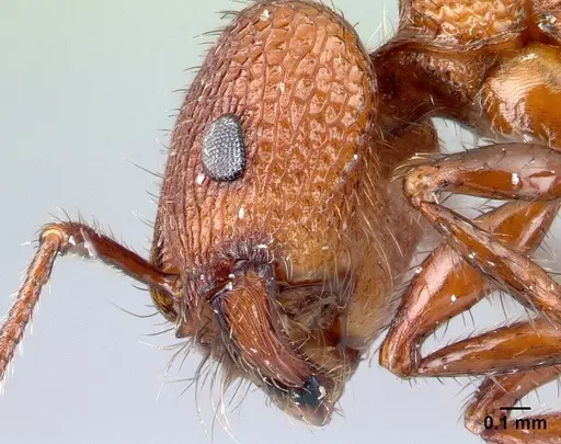 Pogonomyrmex imberbiculus - CASENT0217274