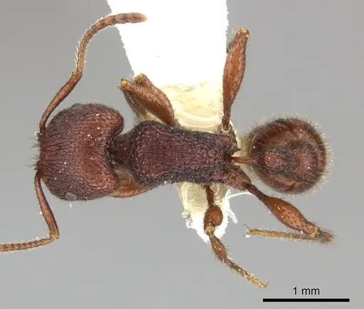 Pogonomyrmex imberbiculus - CASENT0235317