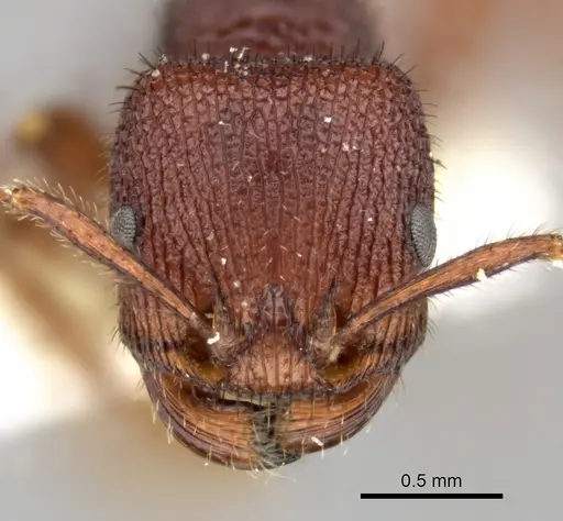Pogonomyrmex imberbiculus - CASENT0235317