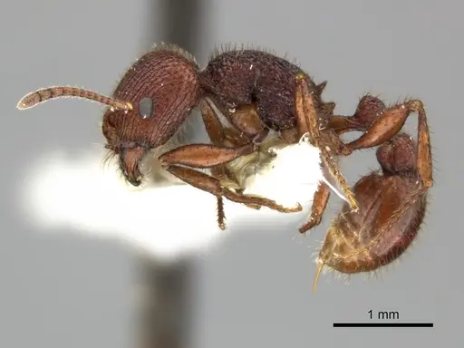 Pogonomyrmex imberbiculus - CASENT0235317