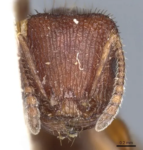 Pogonomyrmex imberbiculus - CASENT0904118