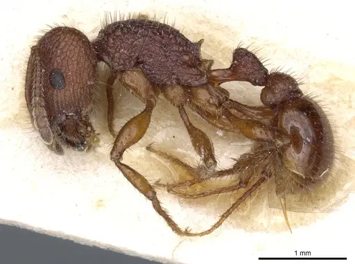 Pogonomyrmex imberbiculus - CASENT0904118