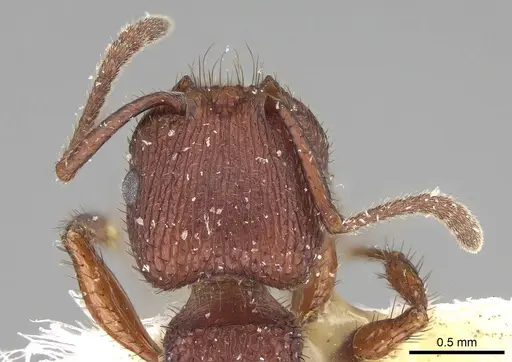 Pogonomyrmex imberbiculus - CASENT0914101