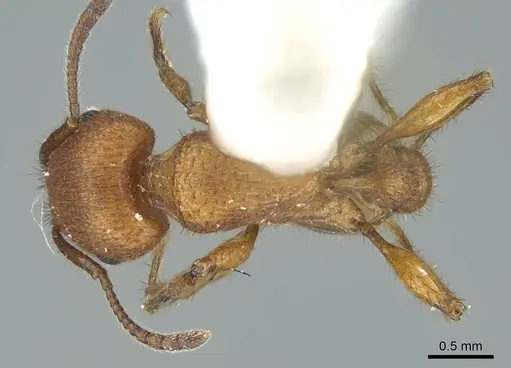 Pogonomyrmex imberbiculus - CASENT0914456