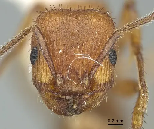 Pogonomyrmex imberbiculus - CASENT0914456