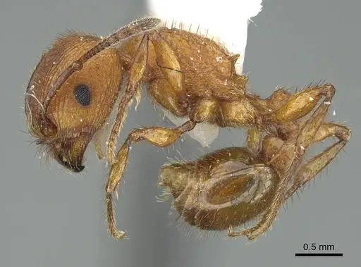 Pogonomyrmex imberbiculus - CASENT0914456