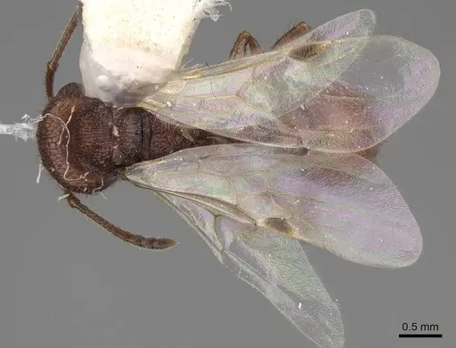 Pogonomyrmex imberbiculus - CASENT0923072