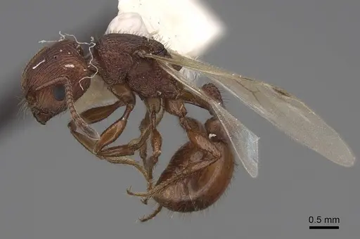 Pogonomyrmex imberbiculus - CASENT0923072