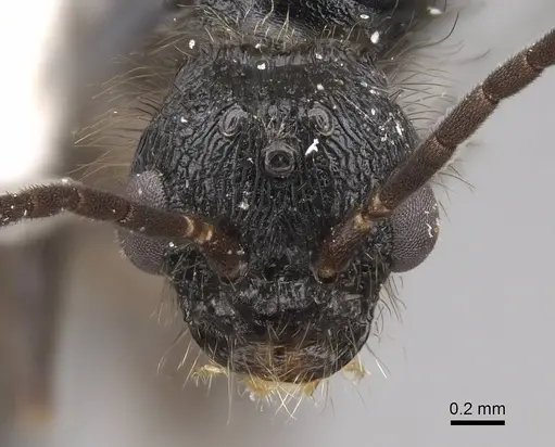 Pogonomyrmex imberbiculus - CASENT0923073