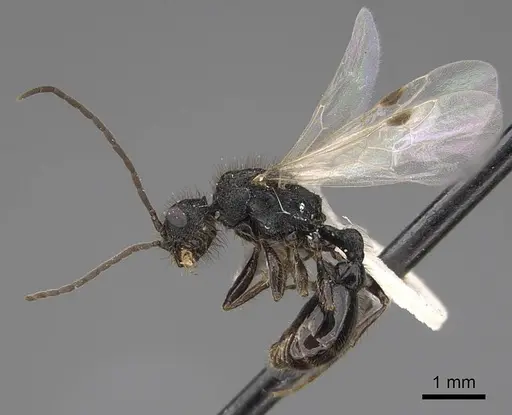 Pogonomyrmex imberbiculus - CASENT0923073