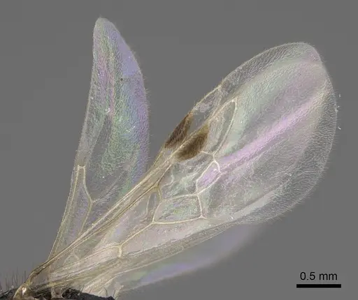 Pogonomyrmex imberbiculus - CASENT0923073