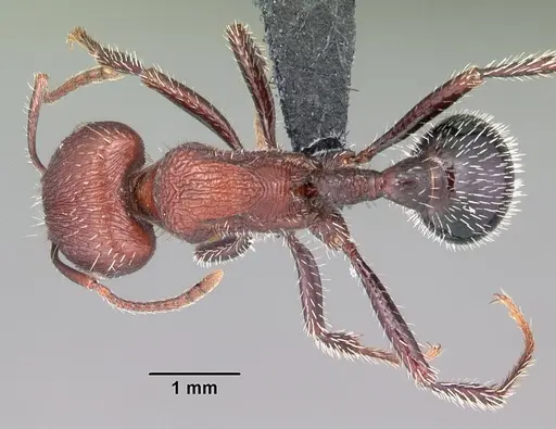 Pogonomyrmex inermis specimen