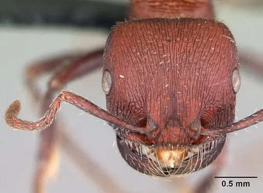 Pogonomyrmex inermis specimen