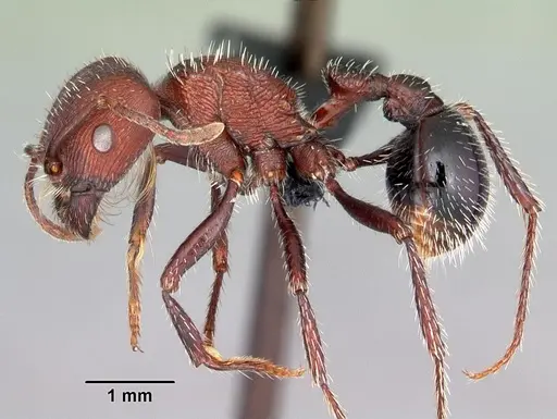 Pogonomyrmex inermis specimen