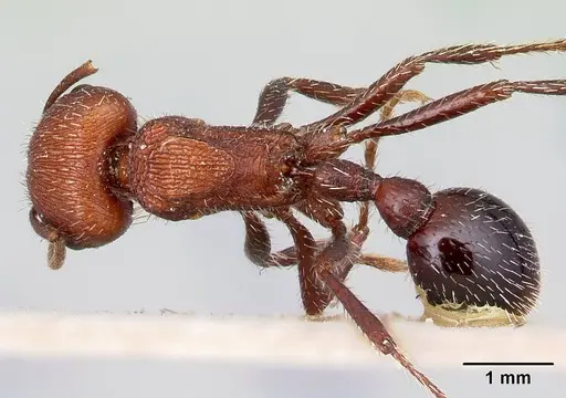 Pogonomyrmex inermis - CASENT0217257