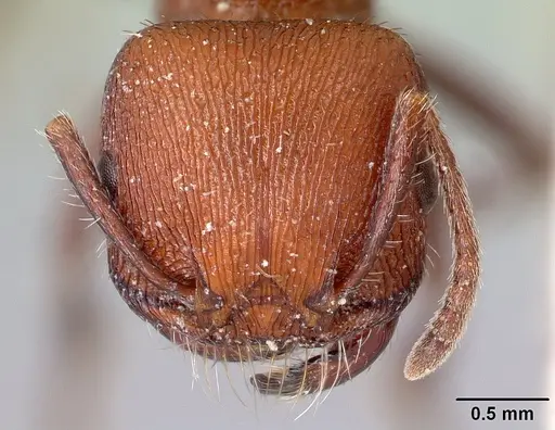 Pogonomyrmex inermis - CASENT0217257