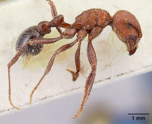 Pogonomyrmex inermis - CASENT0217257