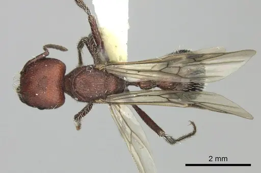 Pogonomyrmex inermis - CASENT0235305