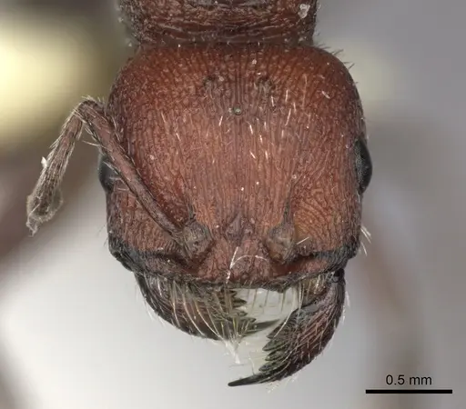 Pogonomyrmex inermis - CASENT0235305