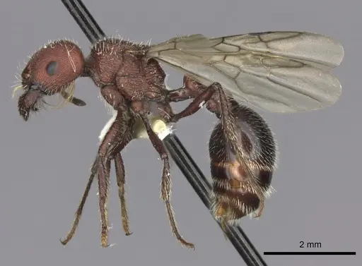 Pogonomyrmex inermis - CASENT0235305