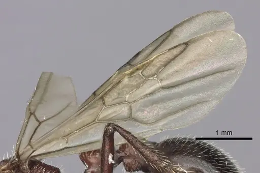 Pogonomyrmex inermis - CASENT0235305