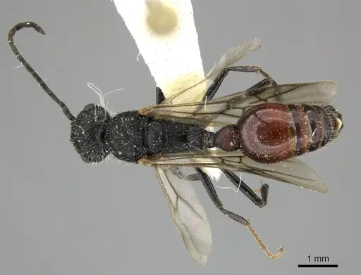 Pogonomyrmex inermis - CASENT0235306