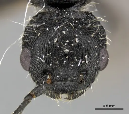 Pogonomyrmex inermis - CASENT0235306
