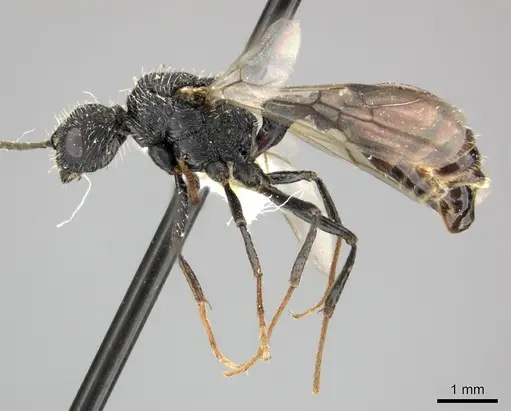 Pogonomyrmex inermis - CASENT0235306