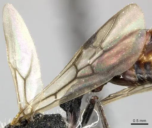 Pogonomyrmex inermis - CASENT0235306