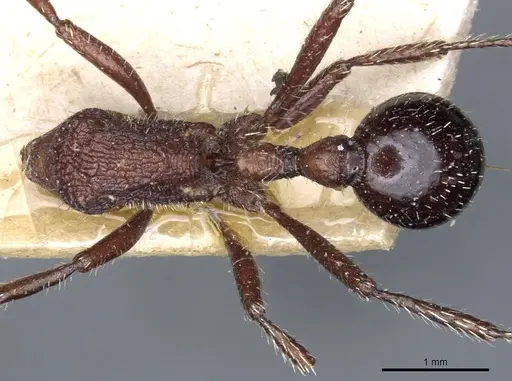 Pogonomyrmex inermis - CASENT0904106