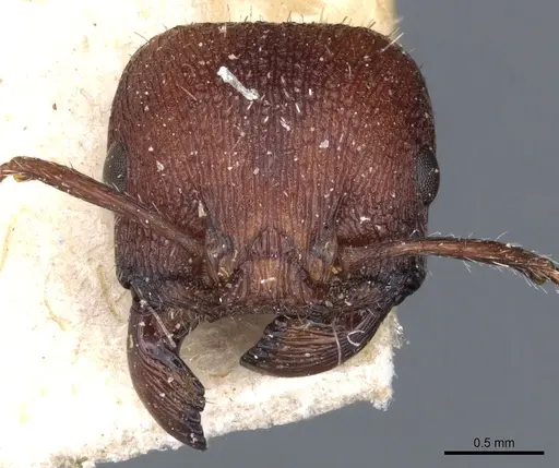 Pogonomyrmex inermis - CASENT0904106