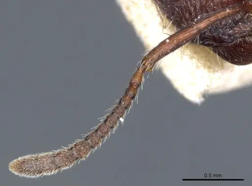 Pogonomyrmex inermis - CASENT0904106