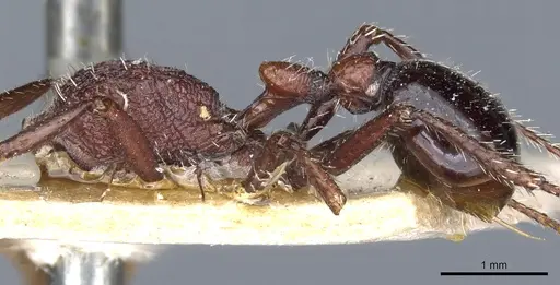 Pogonomyrmex inermis - CASENT0904106