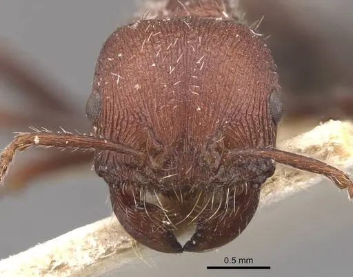 Pogonomyrmex inermis - CASENT0907671