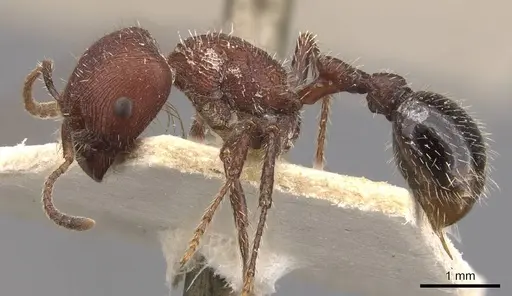 Pogonomyrmex inermis - CASENT0907671