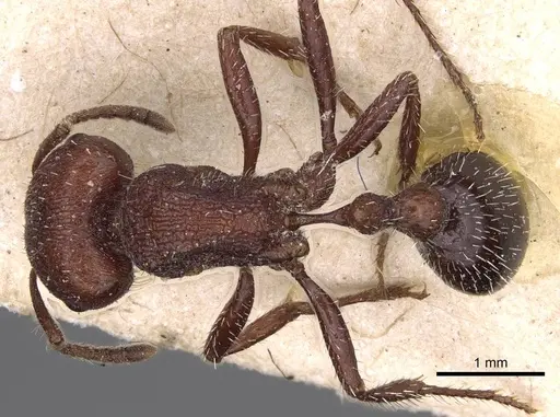 Pogonomyrmex inermis - CASENT0914203