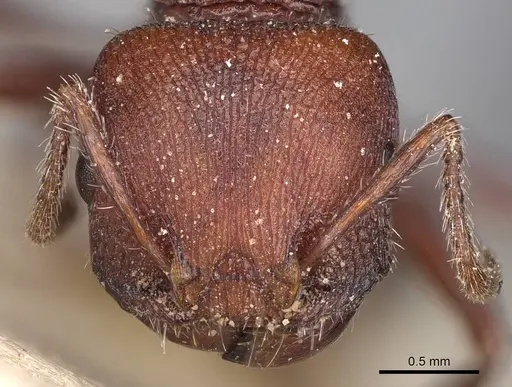Pogonomyrmex inermis - CASENT0914203